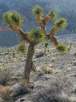 Yucca: Joshua Tree - young tree along the Racetrack Road