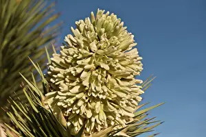 Joshua: Joshua Tree (Yucca brevifolia). Lovell Canyon south