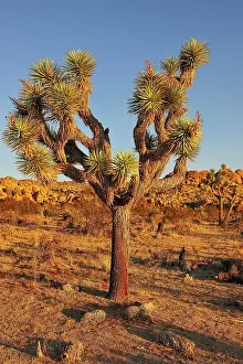 Joshua: Joshua Tree (Yucca brevifolia), Joshua Tree National