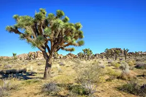 Scout: Joshua Tree (Yucca brevifolia), Boy Scout Trail
