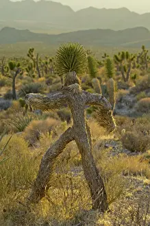Yucca: Joshua Tree / Yucca Palm - in shape of a running man