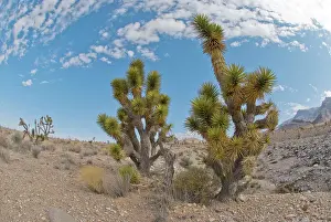 Brevifolia: Joshua trees