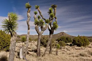 Brevifolia: Joshua Trees