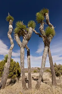 Yucca: Joshua Trees