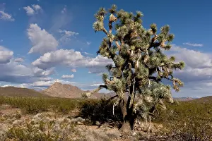 Yucca: Joshua Trees