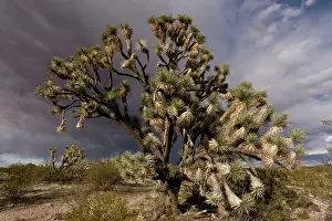 Yucca: Joshua Trees