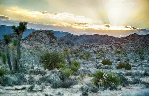 Yucca: Joshua Tree's