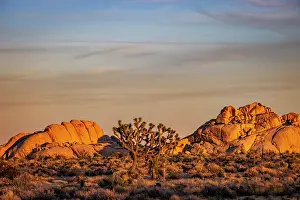 Mojave: Joshua Trees with granite boulders in Joshua Tree National