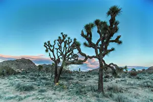 Yucca: Joshua Tree's January