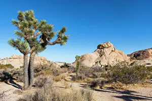 Mojave: Joshua trees in the Joshua Tree National Park, California