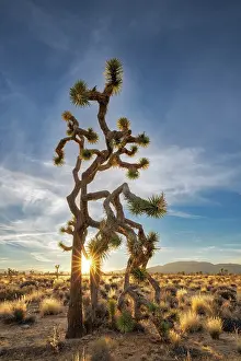 Mojave: Joshua Trees near sunset in Joshua Tree National Park