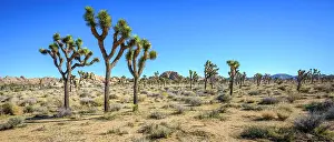 Scout: Joshua Trees (Yucca brevifolia), Boy Scout Trail