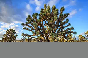 Mojave: Joshua Trees (Yucca brevifolia) in Evening Light