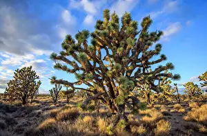 Mojave: Joshua Trees (Yucca brevifolia) in Evening Light