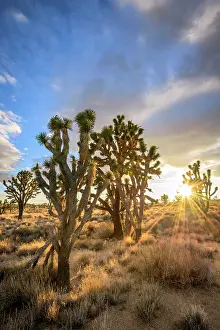 Mojave: Joshua Trees (Yucca brevifolia) at sunset, Mojave