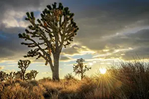 Mojave: Joshua Trees (Yucca brevifolia) at sunset, Mojave