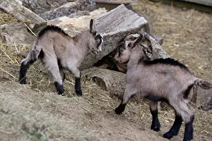 Playfighting: Joust between goats Alsace France
