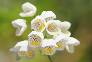 Violacea: Jovellana