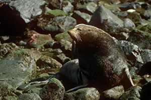 Juan: Juan Fernandez Fur Seal