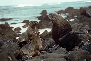 Juan: Juan Fernandez Fur Seal - on rocks