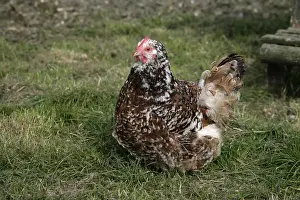 Orpington: Jubilee Orpington hen Warwickshire