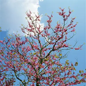 Ionian: Judas Tree