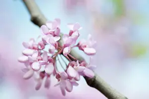 Siliquastrum: Judas tree