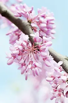 Siliquastrum: Judas tree