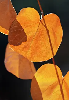 Siliquastrum: Judas tree