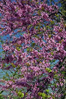 Siliquastrum: Judas-Tree - blossom