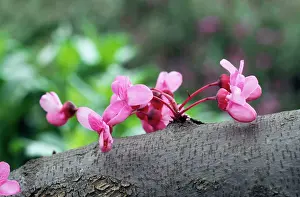 Siliquastrum: JUDAS TREE - Blossom. Example of Cauliflory