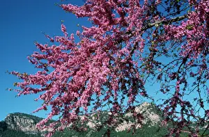 Majorca: JUDAS tree - In flower