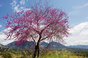 Siliquastrum: Judas Tree - in flower in the greek countryside