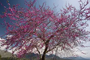 Siliquastrum: Judas Tree - in flower in the greek countryside