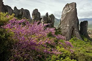 Conglomerate: Judas Tree - in flower in spring with Conglomerate