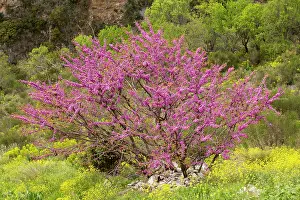 Siliquastrum: Judas Tree in flower in spring amongst wild flowers
