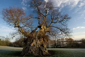 Judge: Judge Wyndham's Oak at Silton