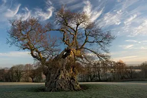 Judge: Judge Wyndham's Oak at Silton