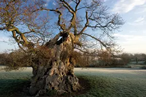 Judge: Judge Wyndham's Oak at Silton