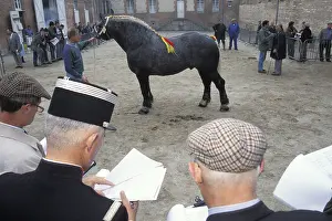 Heavy: Judges in a contest of Percherons Orne France