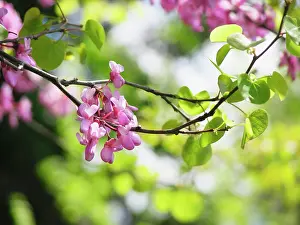 Blissful: Judustree
