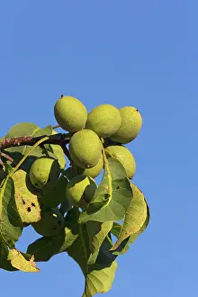 Walnuts: Juglans Walnut on tree