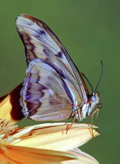 Heliconian: Julia Butterfly