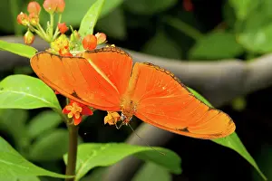 Jose: Julia Butterfly