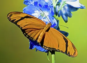 Dryas: Julia Butterfly
