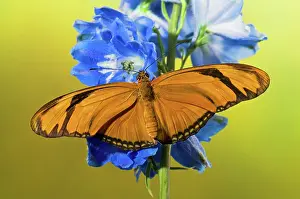 Dryas: Julia Butterfly