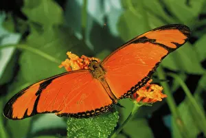 Dryas: Julia butterfly
