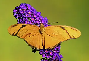 Heliconian: Julia Butterfly (Dryas iulia)