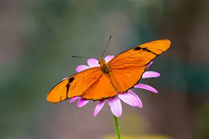 Heliconian: Julia Butterfly, Julia Heliconian, The Flame, or
