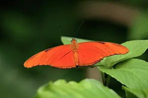 Heliconian: Julia Heliconian Butterfly - resting on leaf